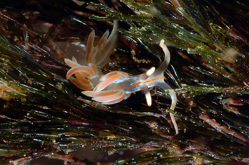 Facelina rubrovittata